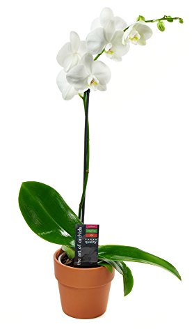 KaBloom PRIME NEXT DAY DELIVERY - Live Plant Collection : White Orchid Plant in 5 Pot, Single Spike .Gift for Birthday, Sympathy, Anniversary, Thank You, Valentine, Mother’s Day Fresh Flowers