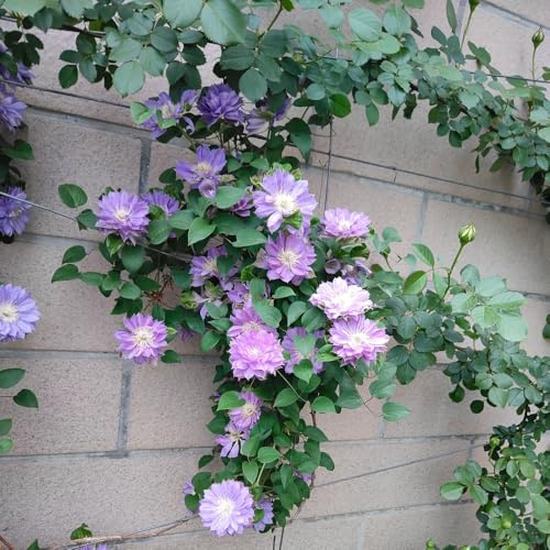 clematis winterhart - exotische garten stauden mehrjährig 8zwiebeln