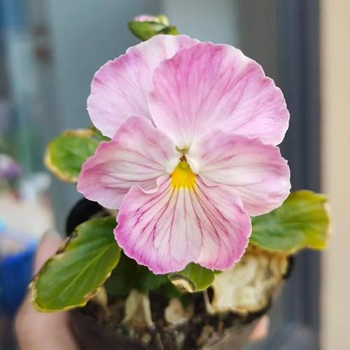 Semi di violetta cornuta - da giardino roccioso resistenti Viola cornuta - per luoghi soleggiati semi esotici semi di appartamento decorazione 120pcs