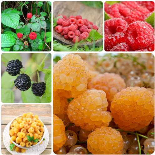 Himbeeren - balkongewächshäuser seltene obstbaum obstbäume kaufen zwergobstbäume winterhart obstpflanzen alte sorten obstgarten steingartenpflanzen obstsamen säulenobst 500Samen