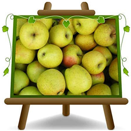 EURO PLANTS VIVAI Melo Gold Rush – Pianta da Frutto su Vaso ø 20 cm - Altezza 150~170 cm- Età 2 Anni