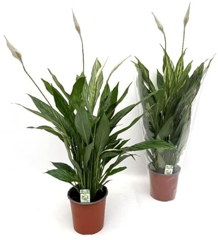 2 x Spathiphyllum Peace Lily Potted Plants in 12cm pots