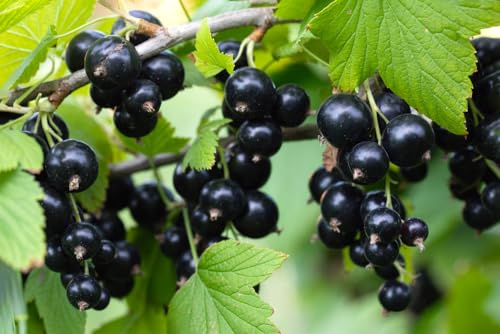 Black Currant Seedlings for Planting - Rooted and Ready to Plant (2 Seedlings)