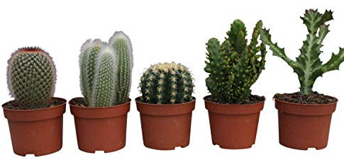 Garden Market Place Plantas de Cactus - Conjunto de 5 Grandes Plantas de Cactus de Interior - de 14 a 20 cm de Alto, en una Maceta de plástico de Color Arcilla