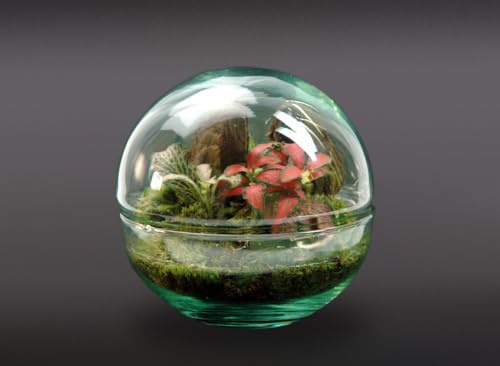 Garden Center Shop | Terrario Micro 12 × 12 cm | Ecosistema Natural en Cristal | Madera + Plantas | Nanogarden