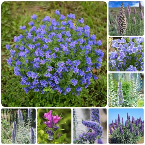testa bagnata insieme Echium vulgare insolito giardino resistente per il giardino Serie rare selvatico balcone giunte esotiche 200pcs semi