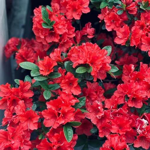semi di rododendro, azalea, decorazione del soggiorno giardino 180pcs