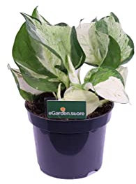 Pianta di Pothos Pianta di Scindapsus pianta da interno pianta ornamentale di Pohos pianta decorativa di Scindapsus pianta di Pothos vera venduta da eGarden.store (Happy Leaf)