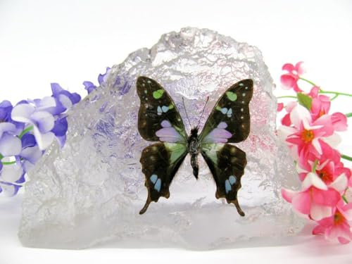 In Kunstharz gegossene Schmetterlinge, Insekten, Skorpione und mehr. Briefbeschwerer, Icemountain, nicht scharfkantig (Schmetterling 36)
