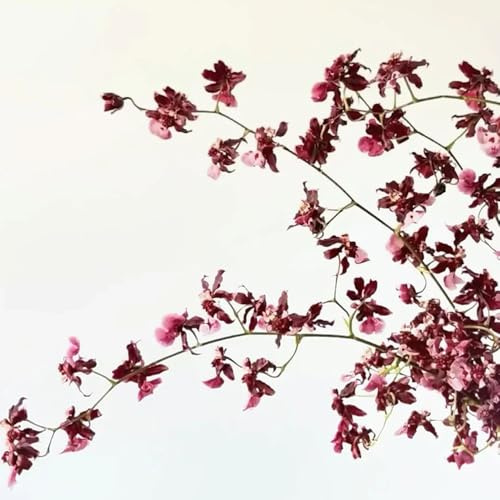 Semi di orchidea Oncidium, Oncidium hybridum, semi di da giardino roccioso semi di regali sostenibili 100pcs