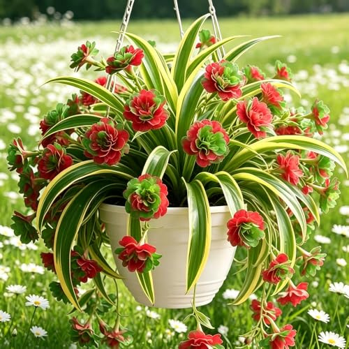 ragno - Chlorophytum comosum giardino balcone ufficio d'appartamento esotiche giardino Aiuole rialzate balcone 6piante