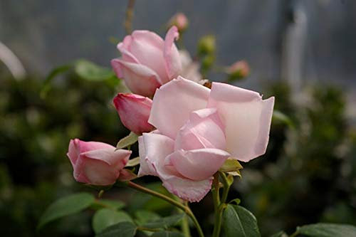 Kletterrose New Dawn® - Rosa New Dawn® - pastellrosa - Duft++++ - Ramblerrose - Weltrose