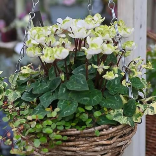 alpenveilchen winterhart balkon cyclamen topfpflanzen, deko kräuterpflanzen, wildblumen balkonblumen 450samen