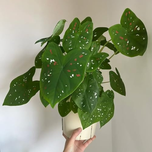 65 piezas Semillas de Caladio, Semillas de Alocasia. flores de jardín plantas de balcón planta de caladio semillas de plantas de oficina Semillas de plantas exóticas de regalo de jardín.
