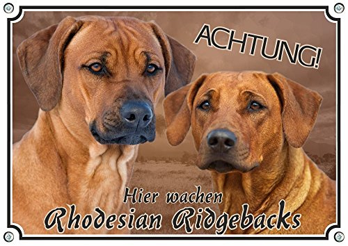Petsigns Rhodesian Ridgeback - Hundeschild - Warnschild - massives Metallschild, DIN A4