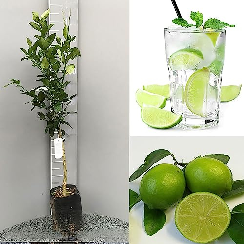 SAVINI VIVAI Zitruspflanze Tahiti-Limette in Phytozelle, Höhe 100–120 cm, 1 Jahr veredelt, hergestellt in Italien