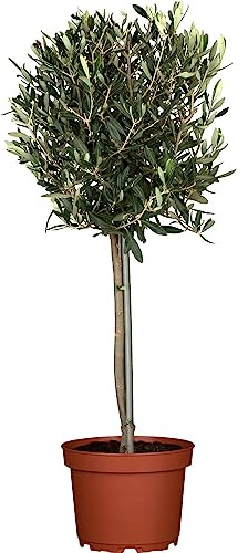 Olivo Copa: Árbol Natural de Gran Elegancia para tu Patio