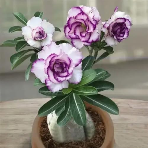 Vnuhgzs Rosa del desierto perenne resistente al frío/una nueva favorita de interior/florece todos los años-1 rizoma-E