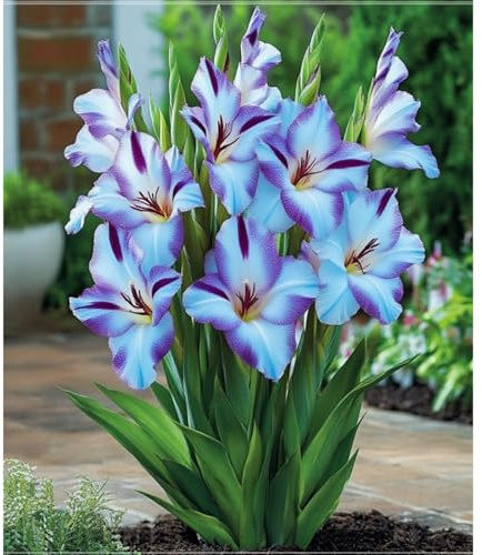 Gladiolo, rizomas de gladiolo perennes resistentes, rizomas de jardín perennes, gladiolo raro adecuado para cultivar en el jardín-5 Rizomas-d