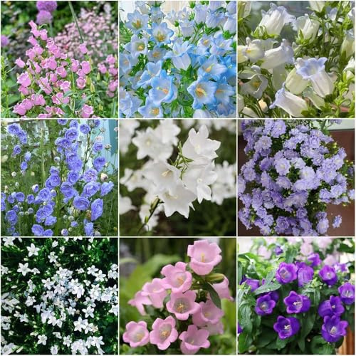 glockenblume deko - balkonblumen hochbeett blumensamen wildblumenwiese mehrjährig winterfeste für balkon glockenblumen gartensamen kübelpflanzen 40samen