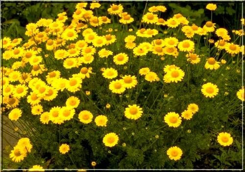 Anthemis Tinctoria 50 Seeds, Golden Marguerite Daisy, Yellow Chamomile - Perennial
