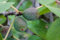 Ficus carica 'Firoma' 60–80 cm – Winterhart, Mehrjährig, Pflegeleicht – Feigenbaum – Obstbaum für Kübel & Garten
