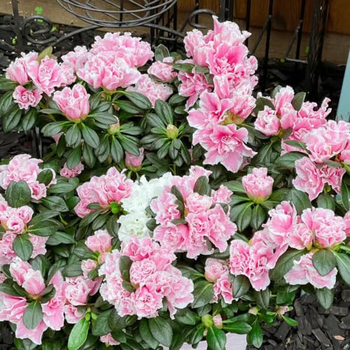 semillas de rododendro - orgánicas para balcón resistentes azalea perennes interior exóticas jardín, 10pcs