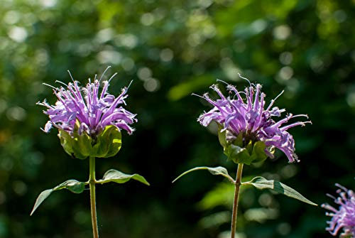 100 Bergamot Monarda Fistulosa Seeds - Wild Bergamot - Wild Bee Balm - 100 Seeds
