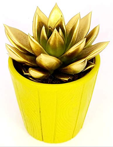 POWERS TO FLOWERS - ECHEVERIA COLORATA ORO, CACTUS COLORATI IN VASO CERAMICA VERDE, pianta vera