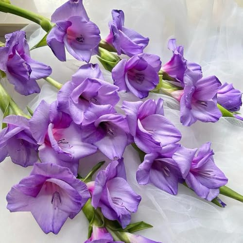 10bulbi I di gladiolo sono perenni resistenti per luoghi soleggiati, giardino di gladiolo bouquet, balcone a primaverile