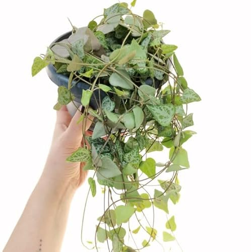 Ceropegia Woodii Planta Pet Friendly muy Colgante