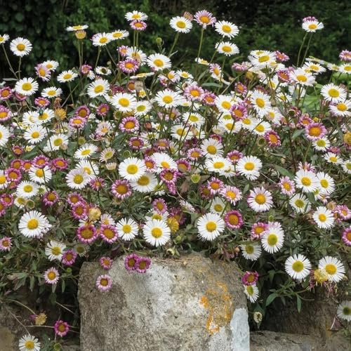 Semillas de margarita española, sombra de margarita española de perennes Macizo de orgánicas 100pcs