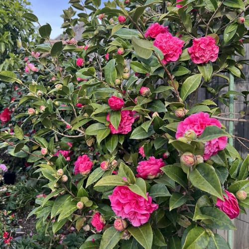 semi resistenti di camelia resistenti per il giardino di camelia, decorativi da giardino perenni da interno, aiuole all'esterno 10pcs
