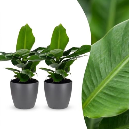 Musa Oriental Dwarf - Banane naine - 2 plants - avec pot gris - 30cm - Ø12cm