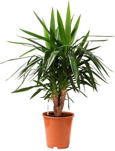 Yuca Planta Naturual de unos 100cm de Altura Palma Exterior