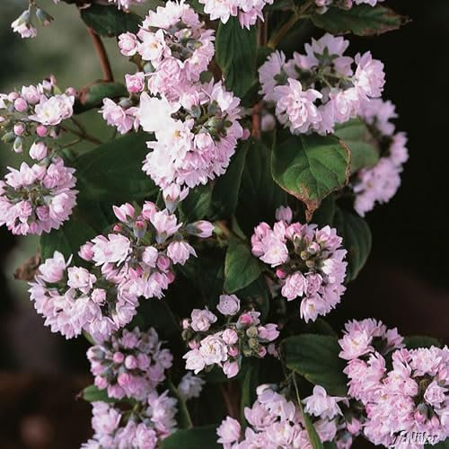 1 X Deutzia HYBRIDA 'Pink POM POM' ROSEA DECIDUOUS Shrub Hardy Plant in Pot