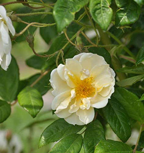 Kletterrose Lykkefund 30-60cm