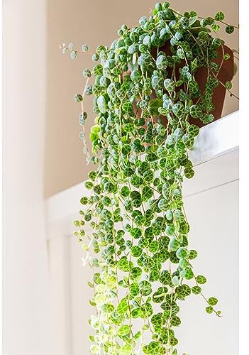 Peperomia prostrata 'String of Turtles' - Tender Perennial - Trailing Houseplant with Cascading Red Stems - Easy to Care - 1x 6cm Potted Plant by Thompson and Morgan (1x 6cm)