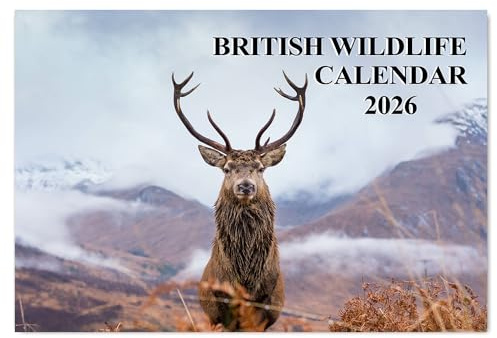 British Wildlife Calendar 2026 12 Month to View A4 Wall Calendar 2026 A3 When Open Calendar 2026 Wildlife Papa Prints