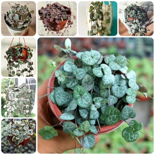 Semillas de Ceropegia woodii, semillas de interior de candelabro, de la habitación para decorar paredes Las perennes son 30pcs