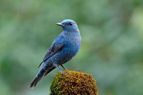 adrium Acryl-Bild 50 x 30 cm: Männchen der Blue Rock Thrush (Monticola solitarius) blassgrauer bis blauer Vogel, der auf moosigem Fleck über feinem grünem (148442127)