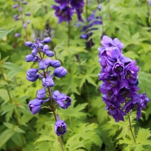 6x Spur de Caballero - Delphinium Pacific 'Black Knight' - Olla de 9x9 cm - Flor Púrpura Oscuro