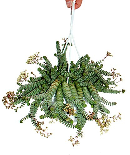 Exotenherz - Crassula Hottentot 14cm, Crassula rupestris marnieriana, Hängeampel
