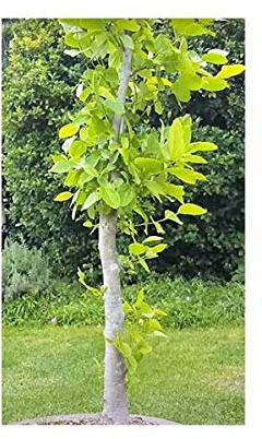 Stk - 10x Celtis africana Bonsai Kübelpflanze Baum Pflanzen - Samen B863 - Seeds & Plants Shop by Ipsa