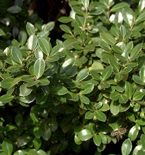 Stechpalme Robustico 25-30cm - Ilex crenata - lebende Gartenpflanze aus den Baumschulen