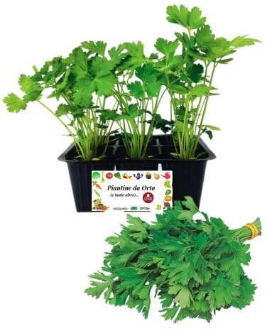 P. Piantine da Orto | Prezzemolo, Kit 6 Piantine, Pianta Pronta per il Trapianto, Pianta Vera da Orto, da Balcone e da Esterno, Vivaio Italiano
