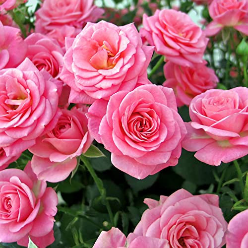 YouGarden Rose Queen Elizabeth, Established Rose in 3 Litre Pot, Ready to Plant, Summer to Autumn Pink Flowers