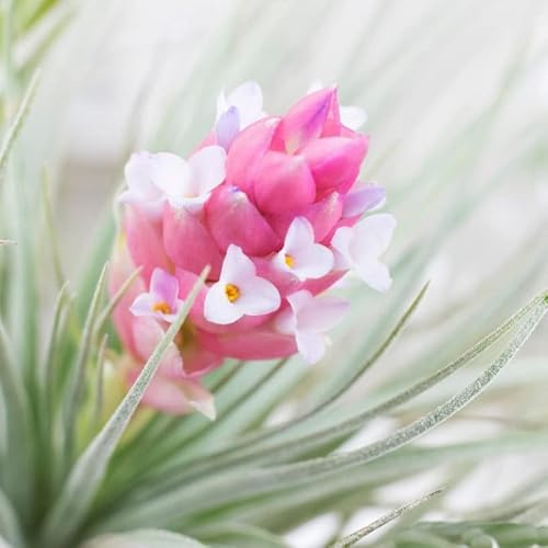 Planta del Aire Natural Variedad Algodón de Azúcar o Cotton Candy Tillandsia Planta Viva