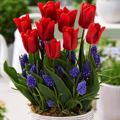 Lovers Patio Collection – Mix of Tulips & Muscari Blooms – Beautiful Red & Blue Blooms – Spring Flowering Bulbs – Adds a Splash of Colour & Beauty – Perennial – for Your Beautiful Garden