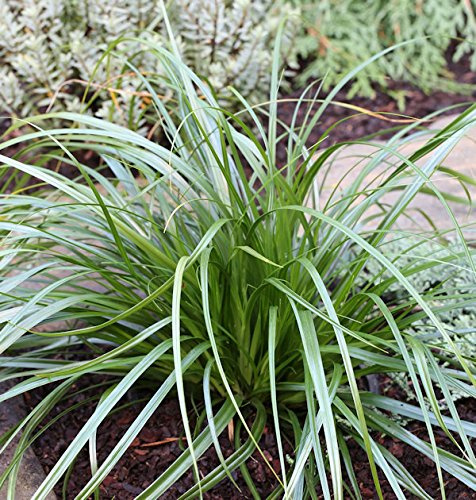 Carex morrowii 'Mosten' – Winterhart, Immergrün, Pflegeleicht – Japan-Segge – Bodendecker für Garten & Kübel